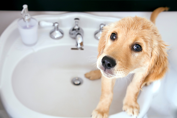 강아지목욕.jpg