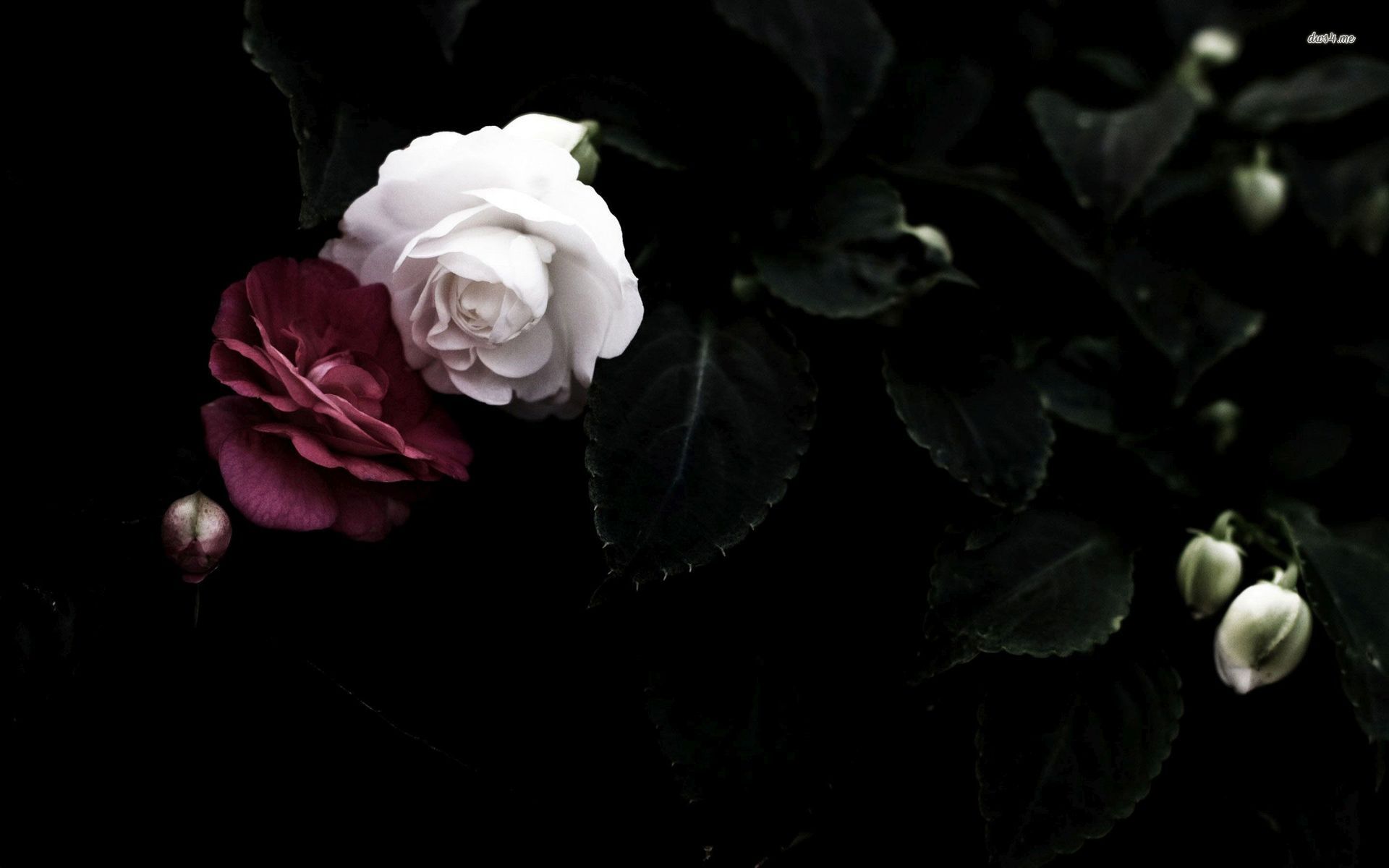 28783-red-and-white-roses-1920x1200-flower-wallpaper.jpg