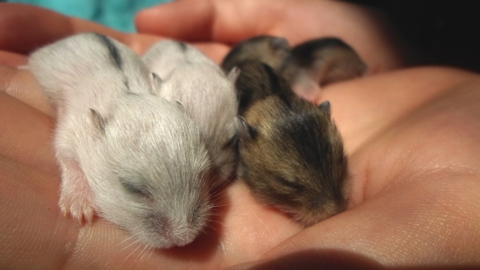[크기변환]hamster-pups-2975190_1920.jpg