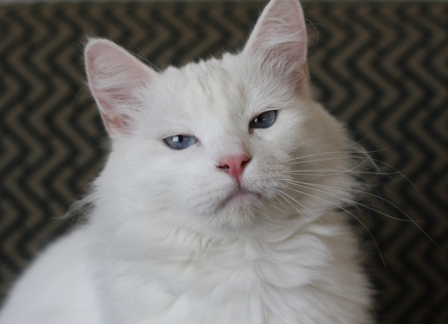 Turkish-Angora-cat-Top-15-most-cutest-cat-breeds-2.jpg