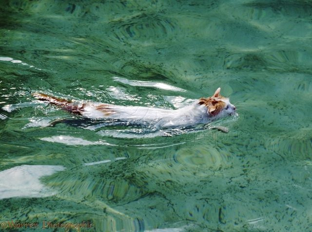 00285-Turkish-Van-Cat-swimming.jpg