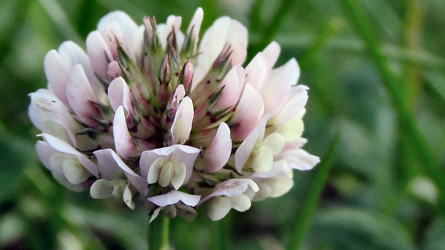 clover-177897_640.jpg