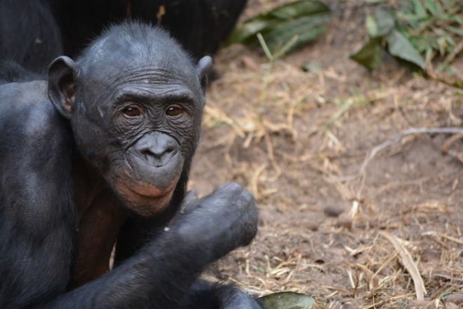 lola-ya-bonobo-2139532_1280.jpg